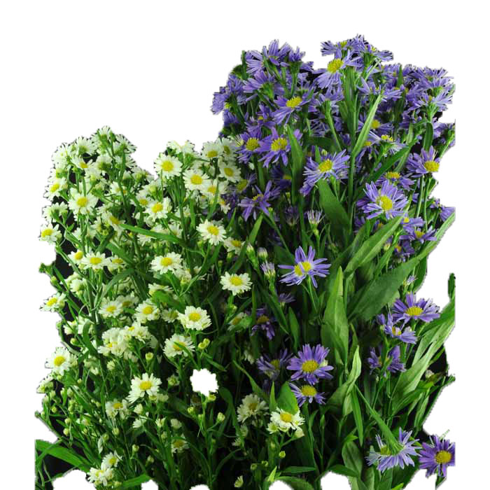 ASTER ASSORTED D/F