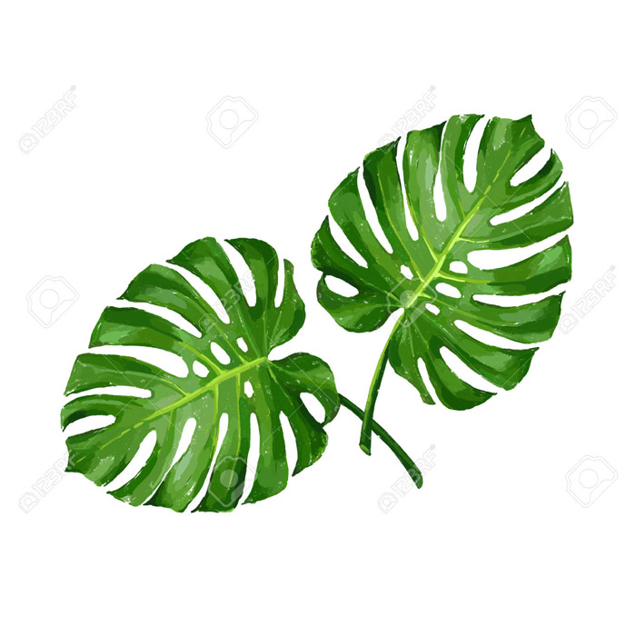 MONSTERA LEAVES SMALL