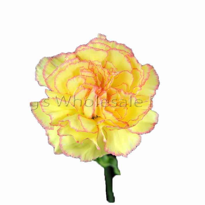 CARNATION FIESTA KOMACHI (YELLOW/ PINK)
