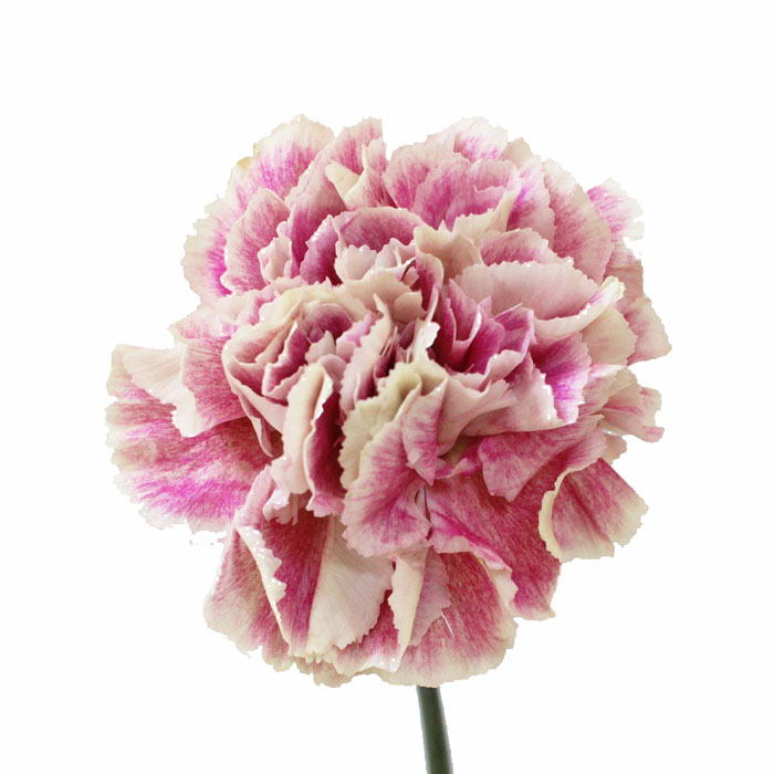 CARNATION LEGE MARRONE (PEACH) FANCY