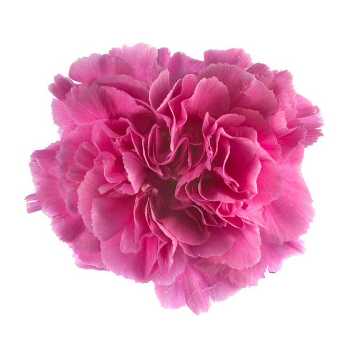 CARNATION MAUVE FANCY