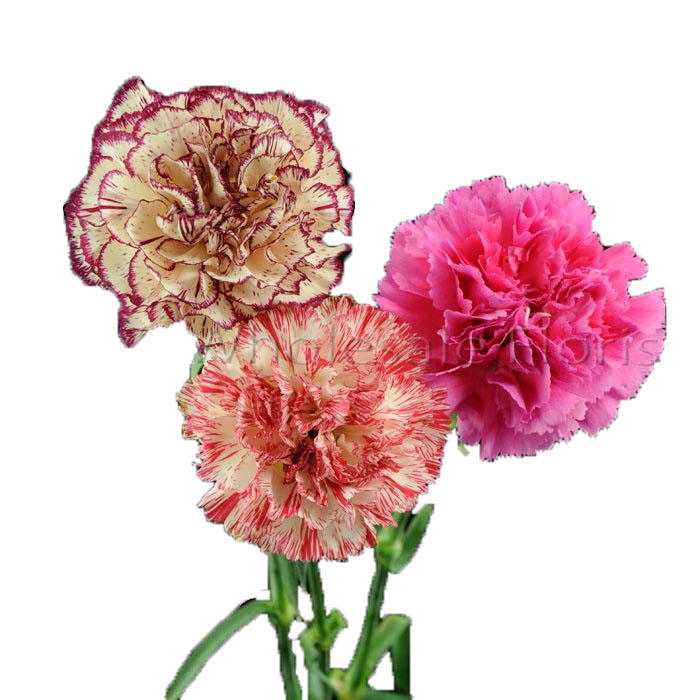 CARNATION NOVELTY SELECT