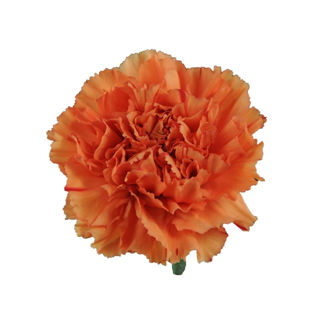 CARNATION ORANGE FANCY