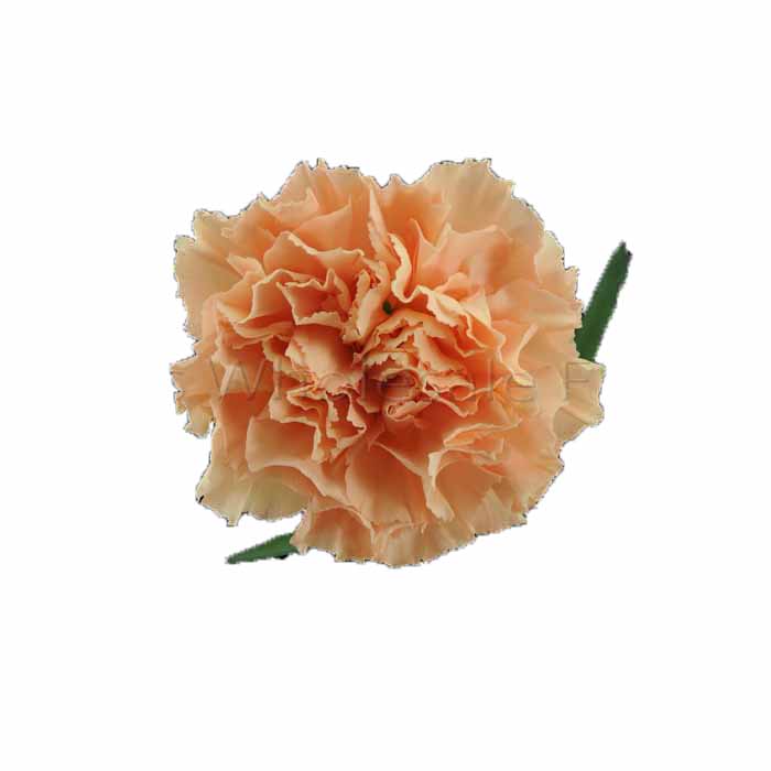 CARNATION PEACH FANCY