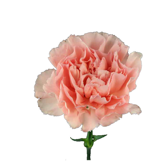 CARNATION PINK FANCY