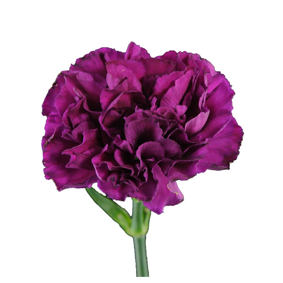 CARNATION PURPLE FANCY