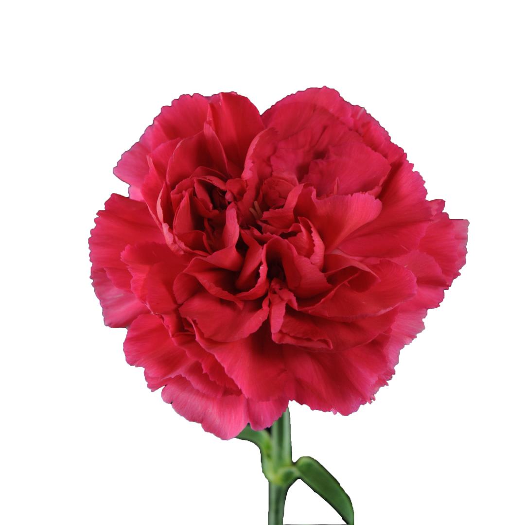 CARNATION RED SELECT