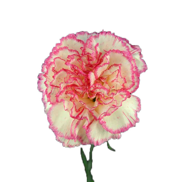 CARNATION KOMACHI (WHITE/ PINK) FANCY