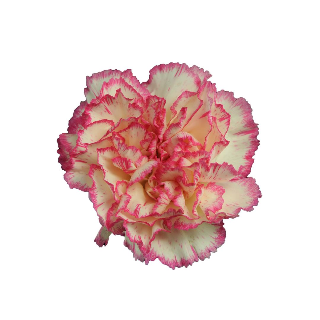 CARNATION WHITE/ PINK SELECT