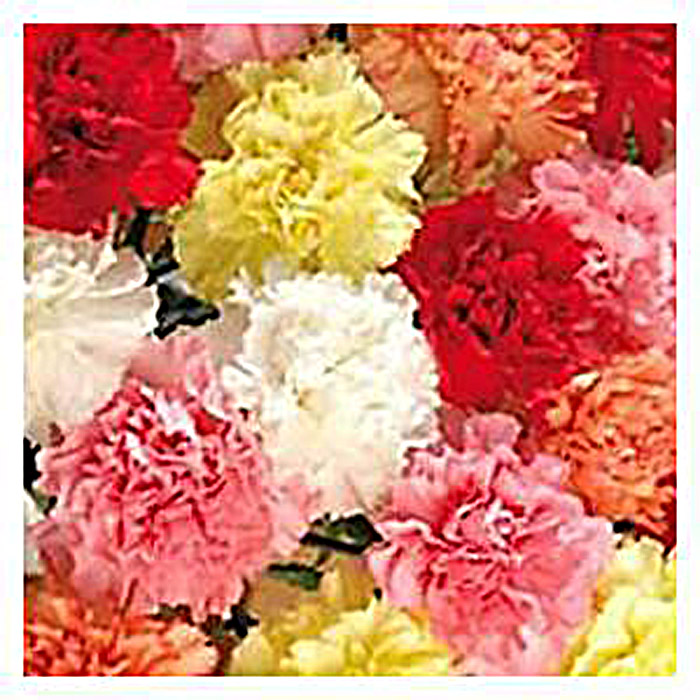 CARNATION MINI ASSORTED (FF)