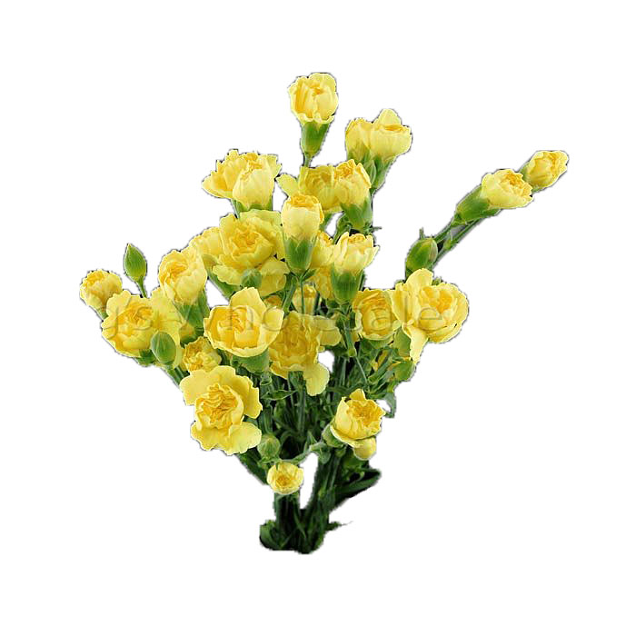 CARNATION MINI YELLOW