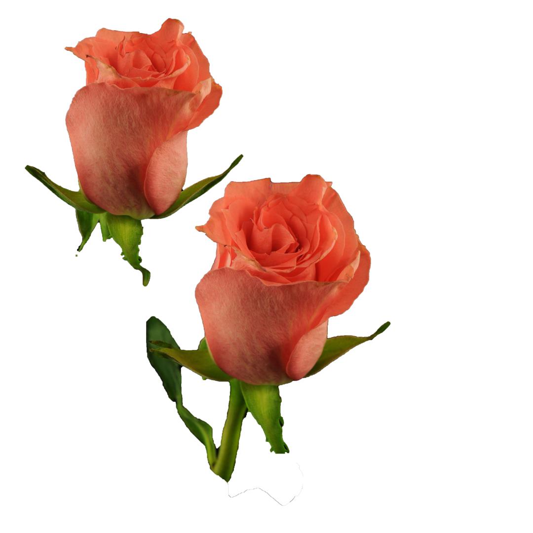 ROSE AMSTERDAM 60CM (CORAL)