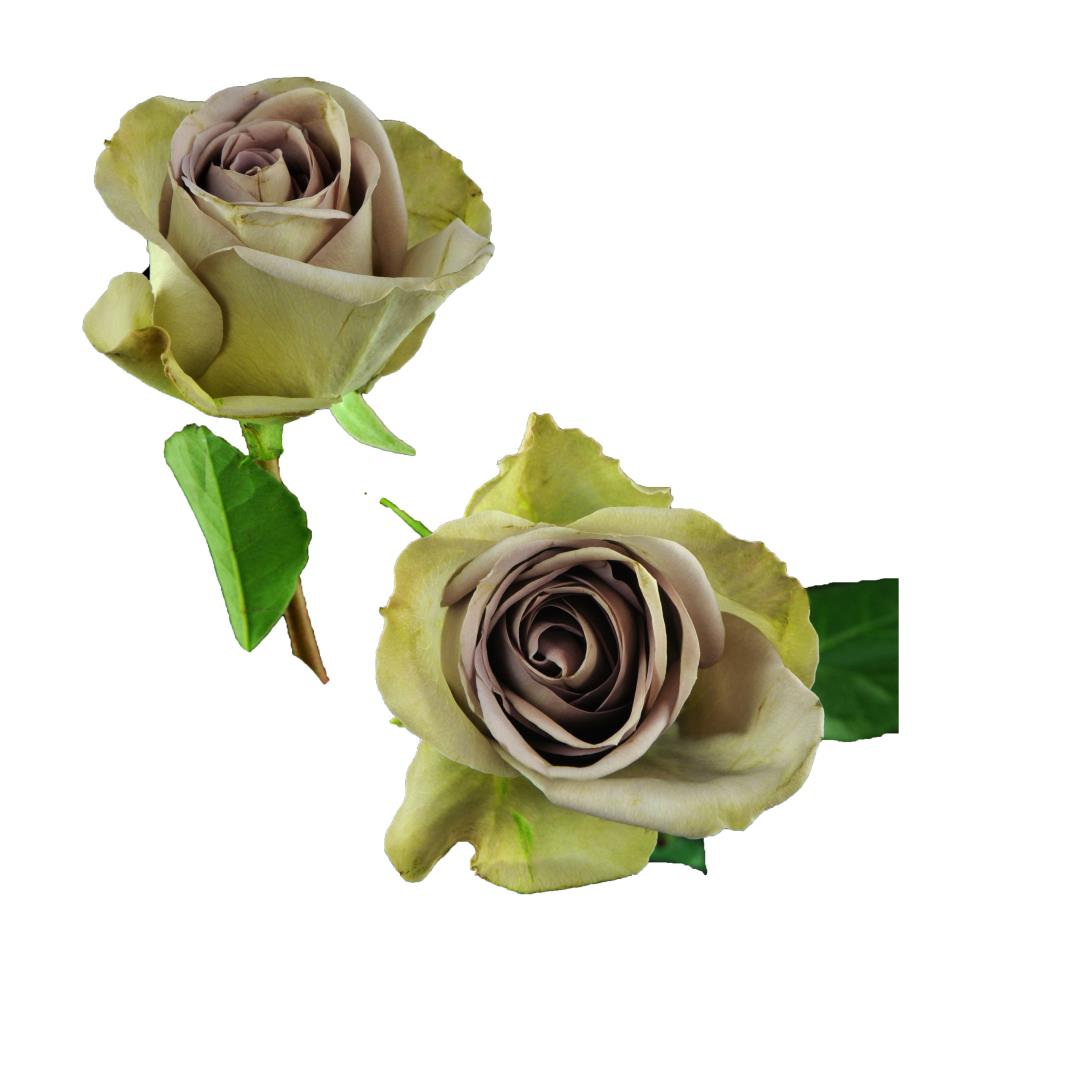 ROSE AMNESIA 50CM (ANTIQUE LAVENDER)