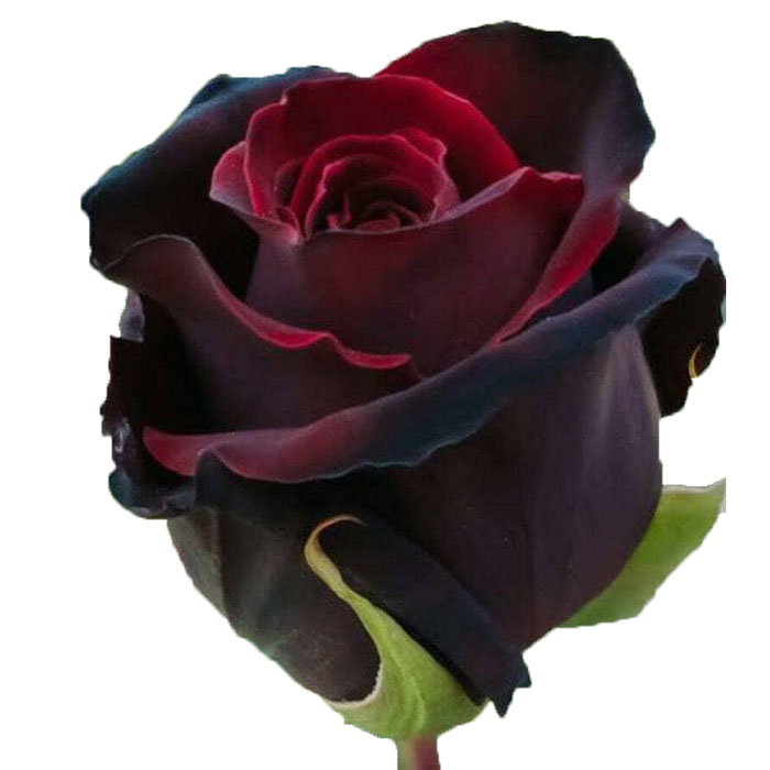 ROSE BLACK BACCARA 60CM (DARK RED)