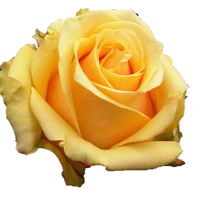 ROSE BUTTERSCOTCH 50CM (BUTTERY YELLOW)