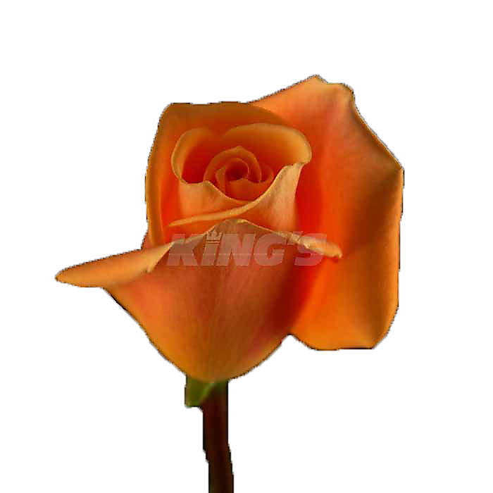 ROSE CARAMBA 40CM (ORANGE)