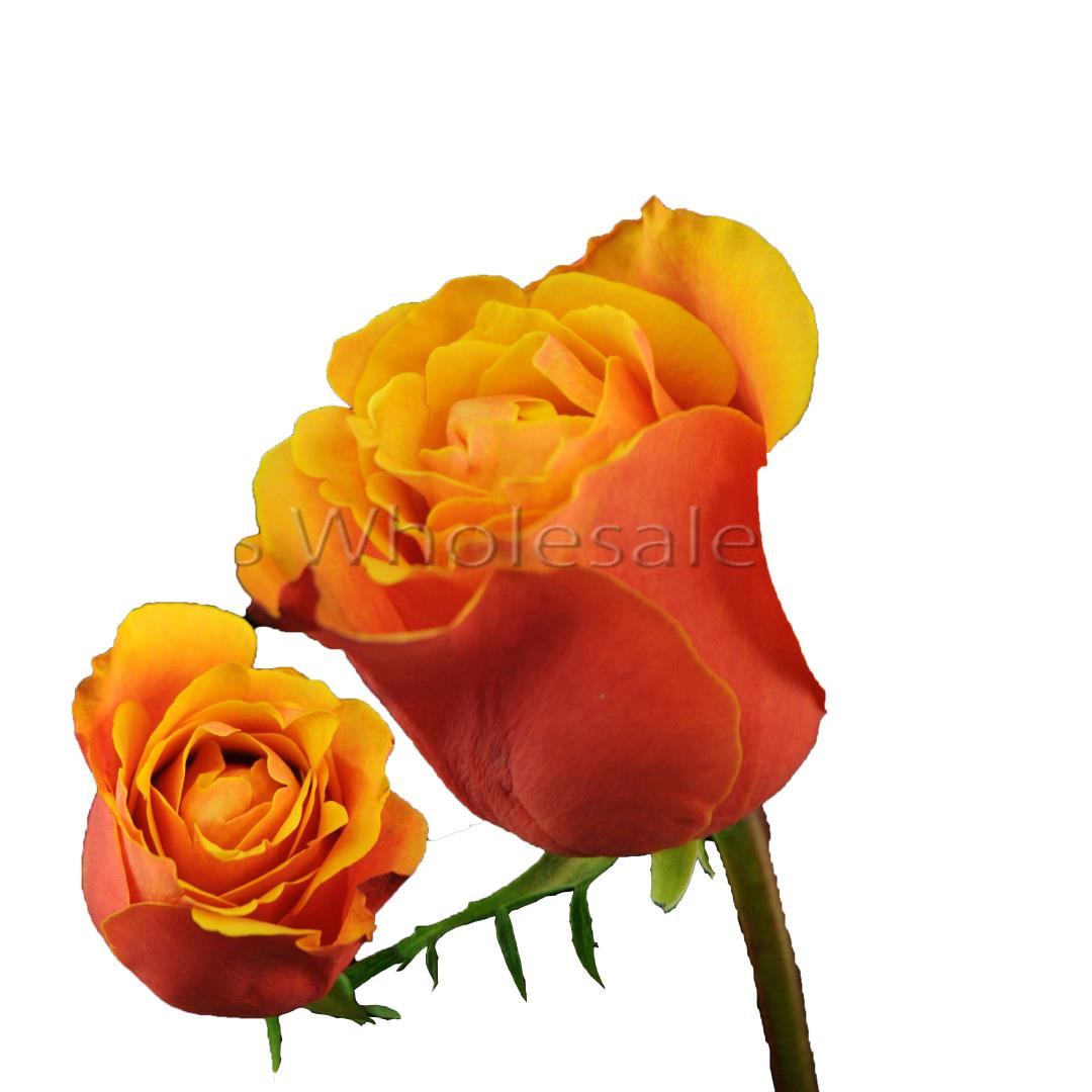 ROSE CHERRY BRANDY 50CM (ORANGE/ YELLOW)