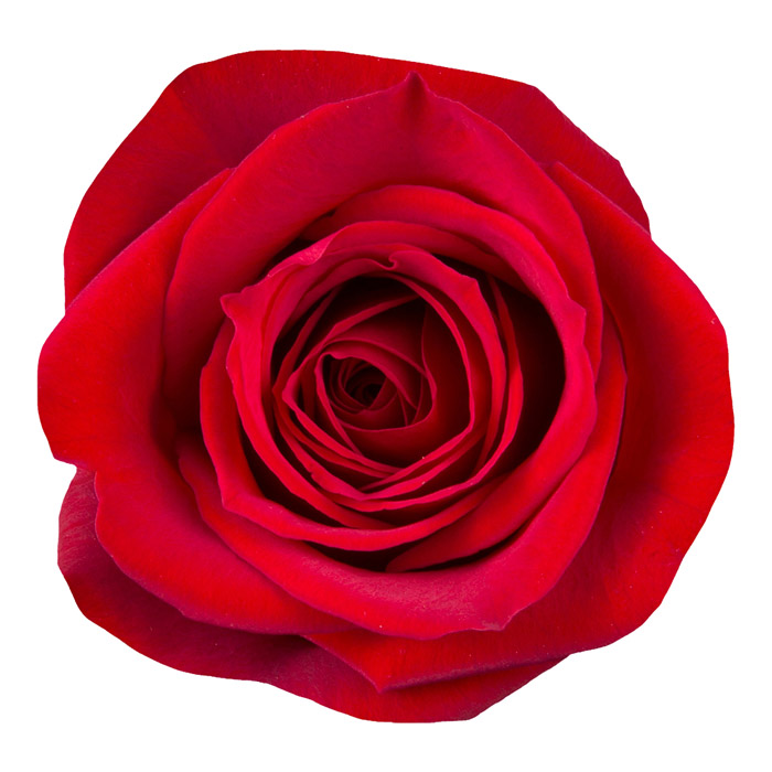 ROSE FREEDOM 60CM (RED) ECUADOR