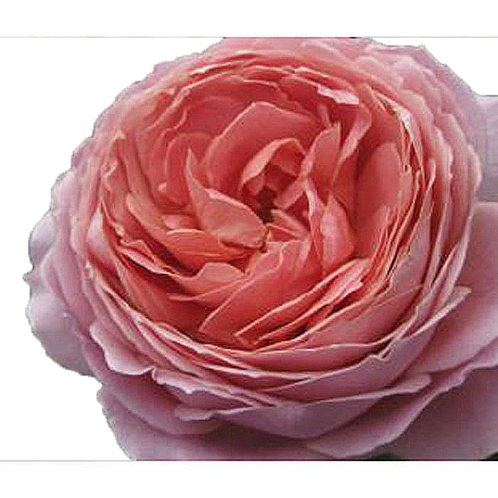 GARDEN ROSE ROMANTIC ANTIKE 50CM (MEDIUM PINK)