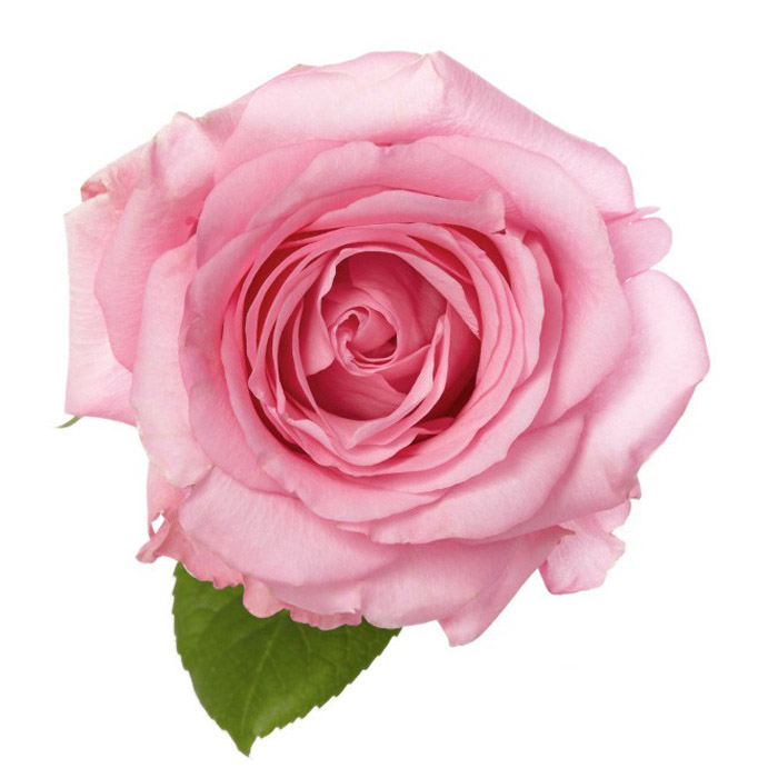ROSE GERALDINE 60CM (LIGHT PINK)