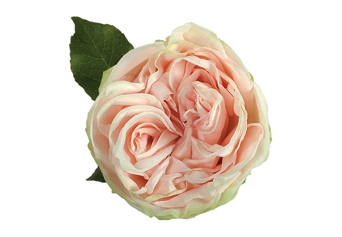 GARDEN ROSE SPIRIT 50CM (PINK/ PEACH )