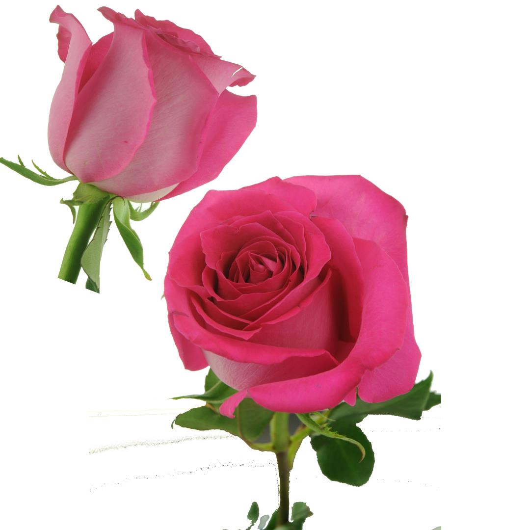 ROSE HOT LADY 50CM (HOT PINK)