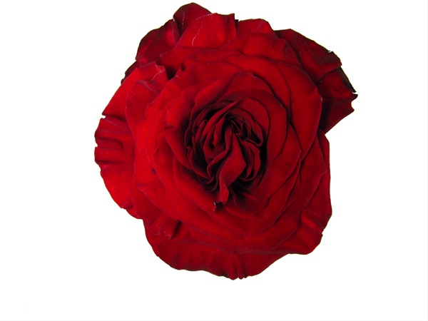 ROSE HEARTS (RED) 50CM