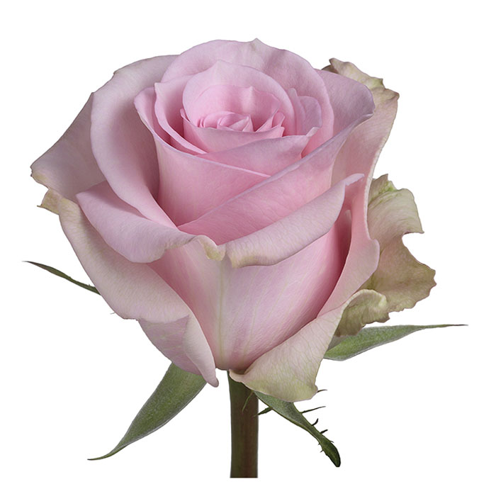 ROSE JESSIKA 60CM (LIGHT PINK)