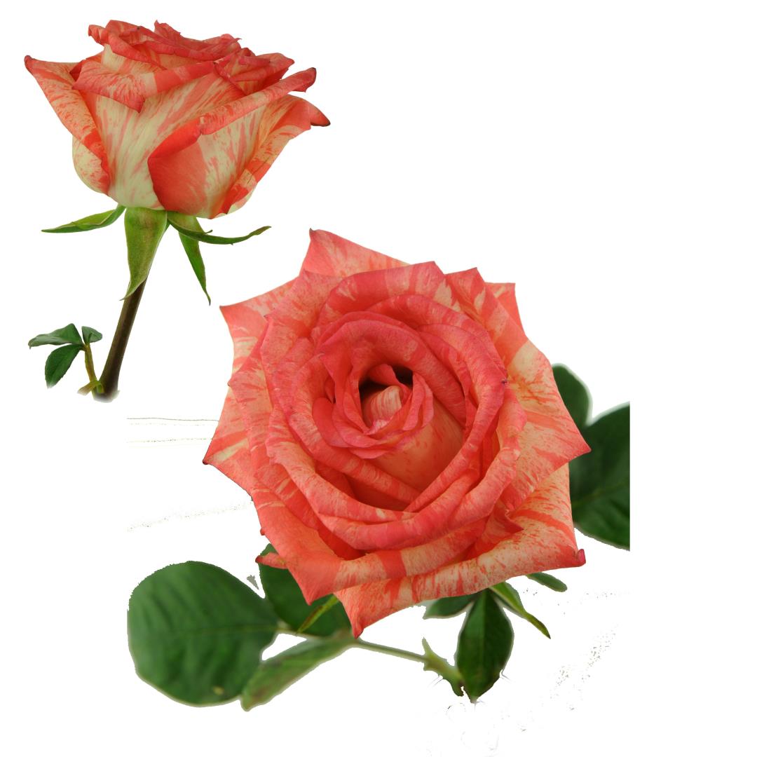 ROSE KAHALA 60CM (PEACHY/ ORANGE)