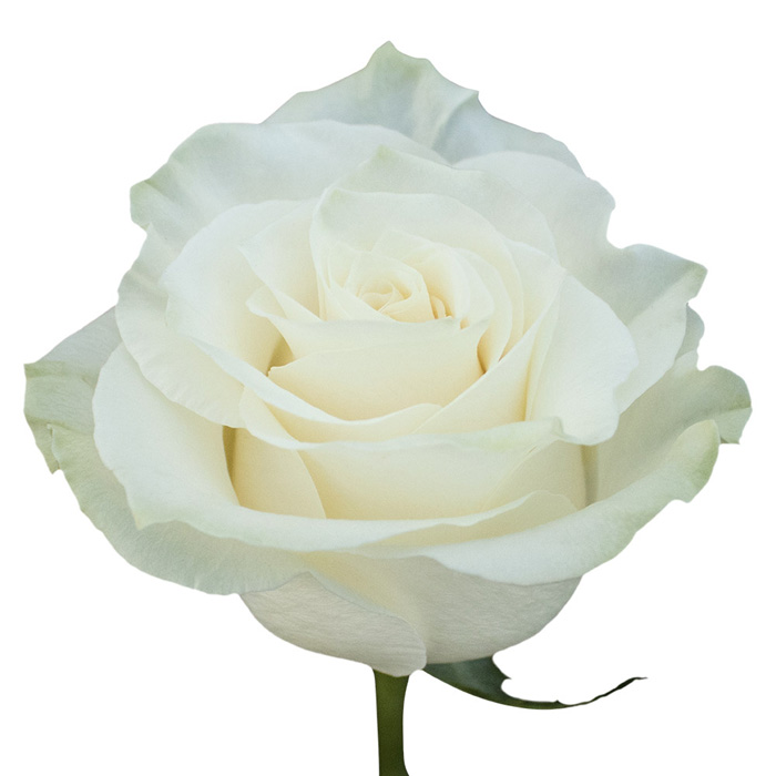 ROSE MONDIAL 70CM (WHITE) ROSAPRIMA