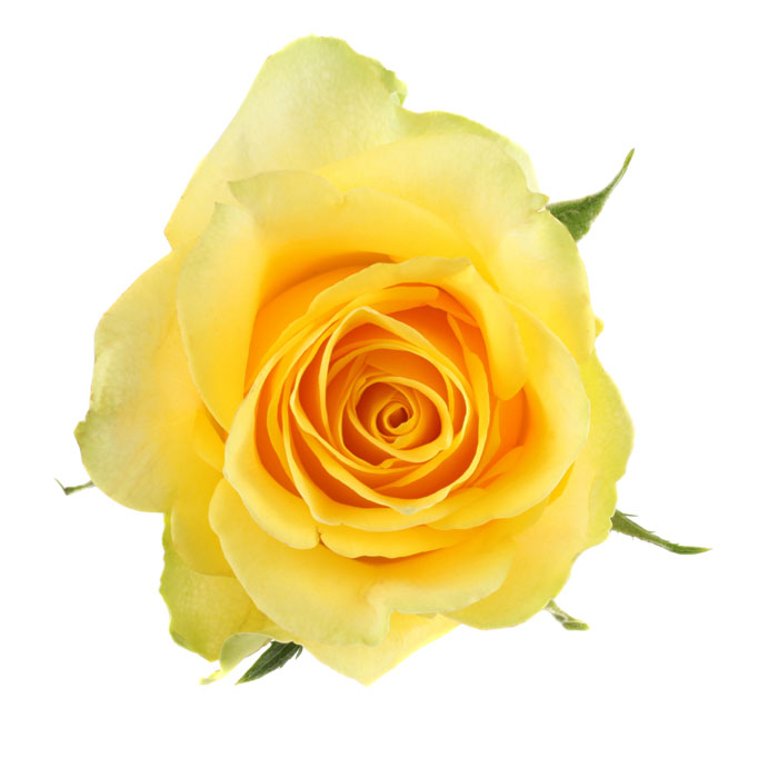 ROSE MOONWALK 60CM (YELLOW)