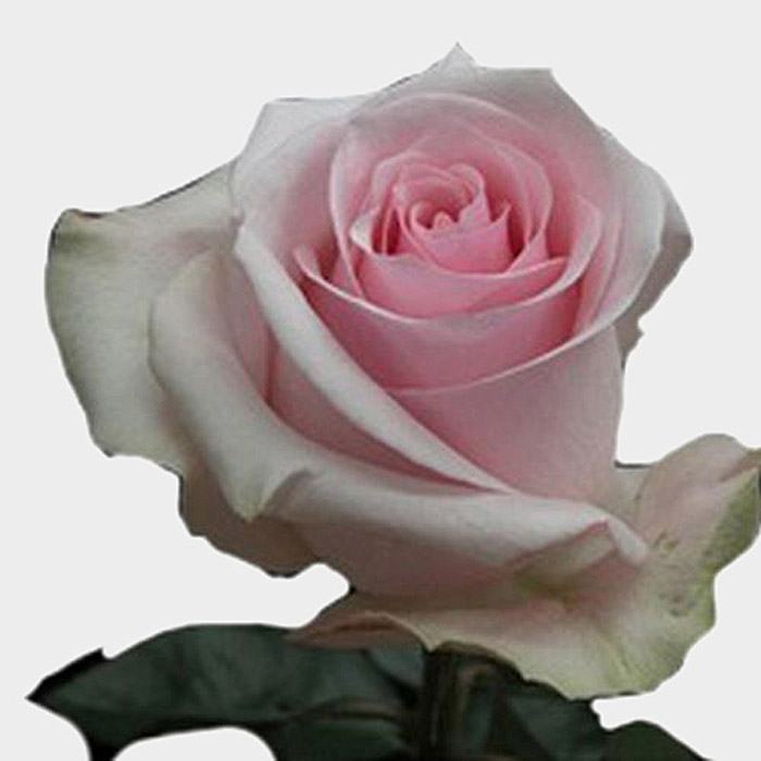 ROSE NOVIA 50CM (PINK)