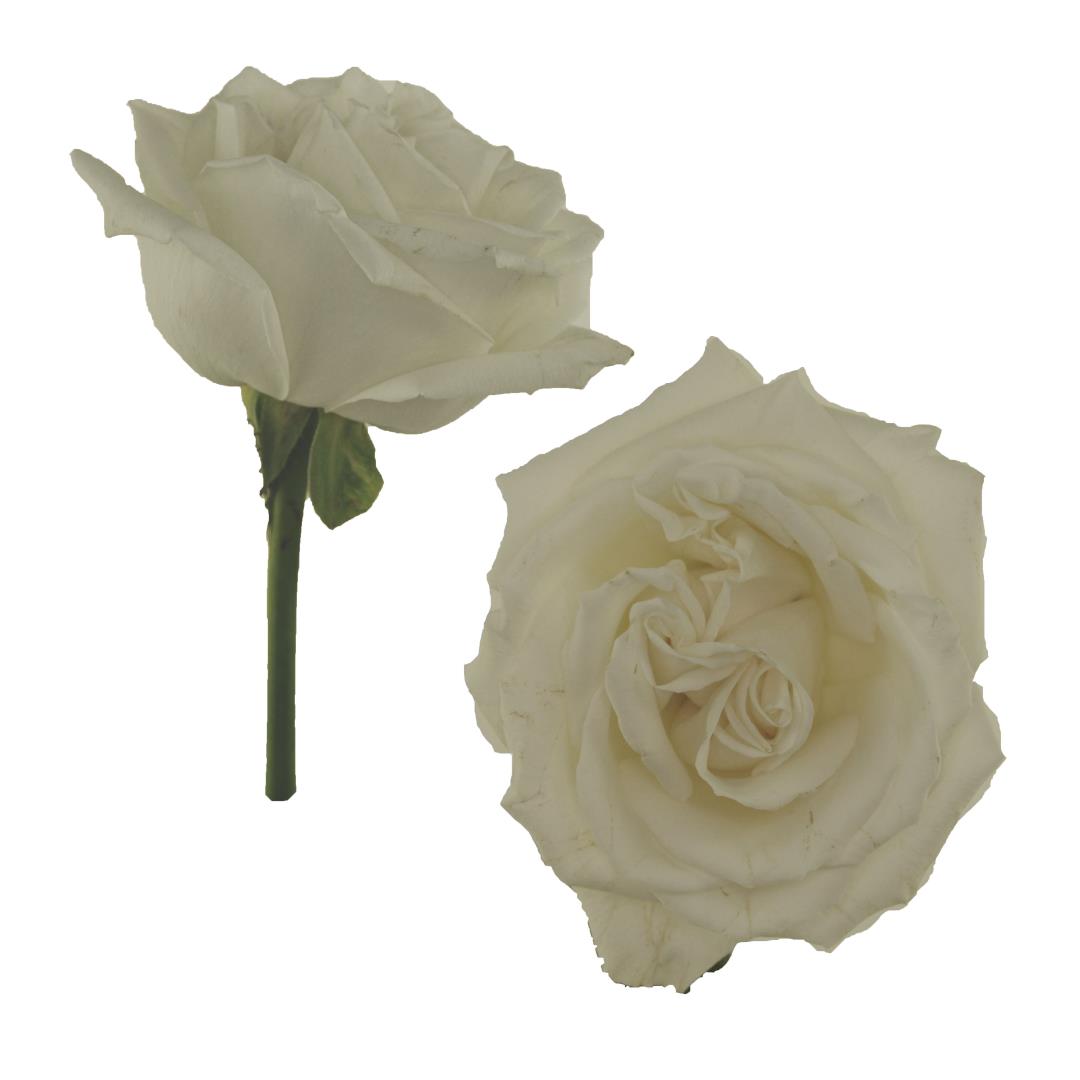 ROSE PLAYA BLANCA 50CM (WHITE)