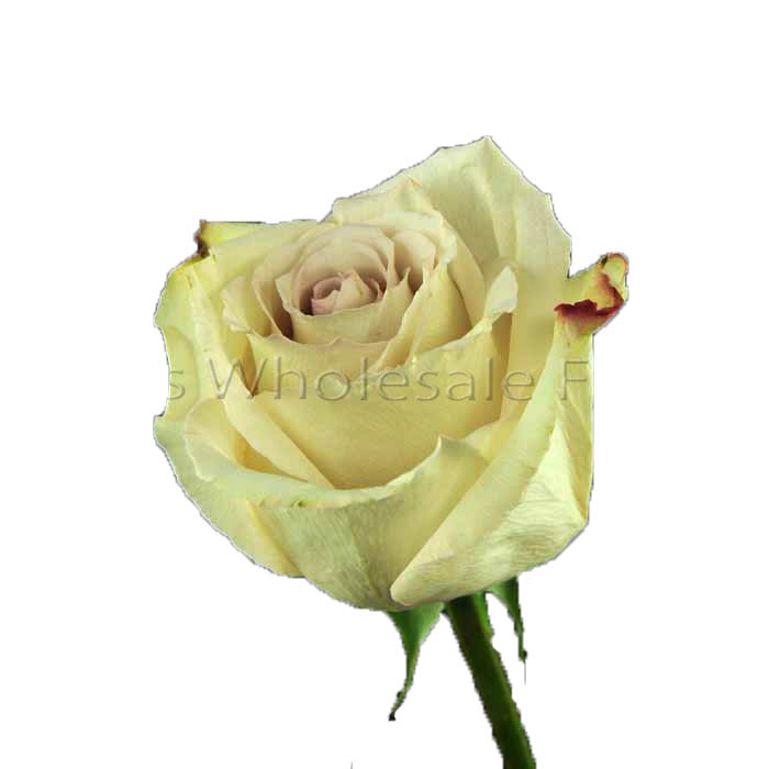 ROSE QUICKSAND 50CM (DARK CREAM/ BLUSH)