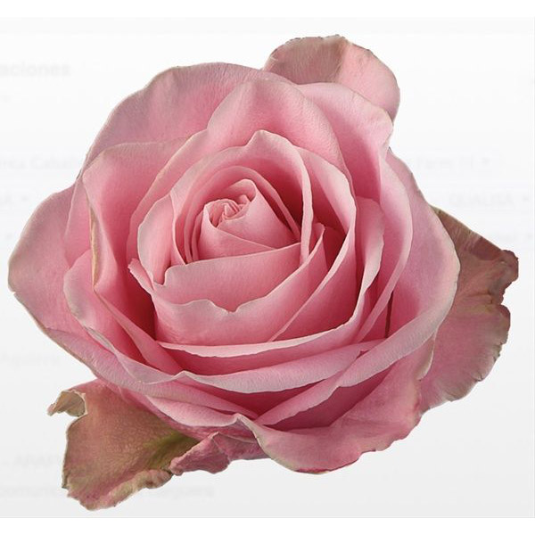 ROSE HERMOSA 50CM (PINK)