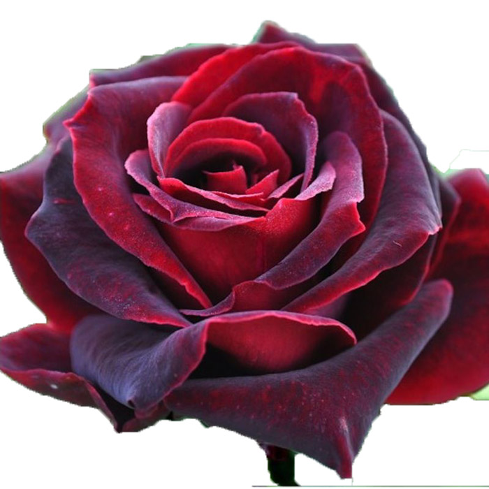 ROSE BLACK PEARL 60CM (DARK RED)