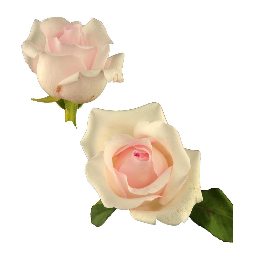 ROSE SWEET AKITO 50CM (LIGHT PINK)