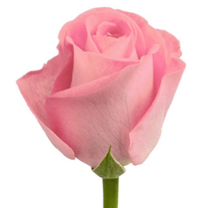 ROSE SUGAR DOLL 60CM WHITE
