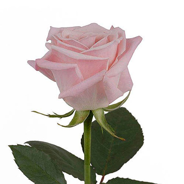 ROSE SWEET ESCIMO 50CM (LIGHT PINK)