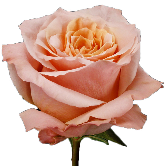 ROSE SHIMMER 60CM (PEACH)