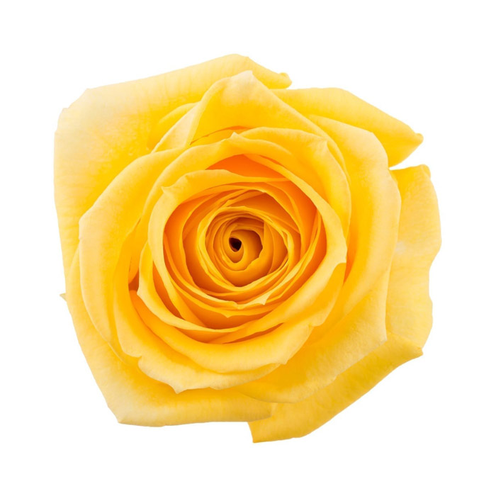 ROSE SUPER SUN 40CM (YELLOW)
