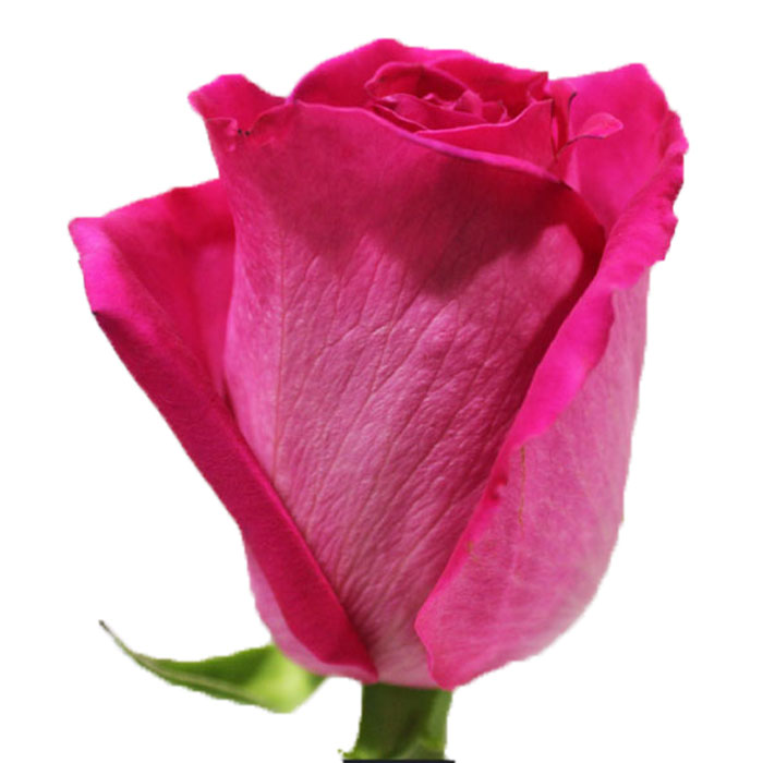 ROSE TOPAZ 50CM (HOT PINK)