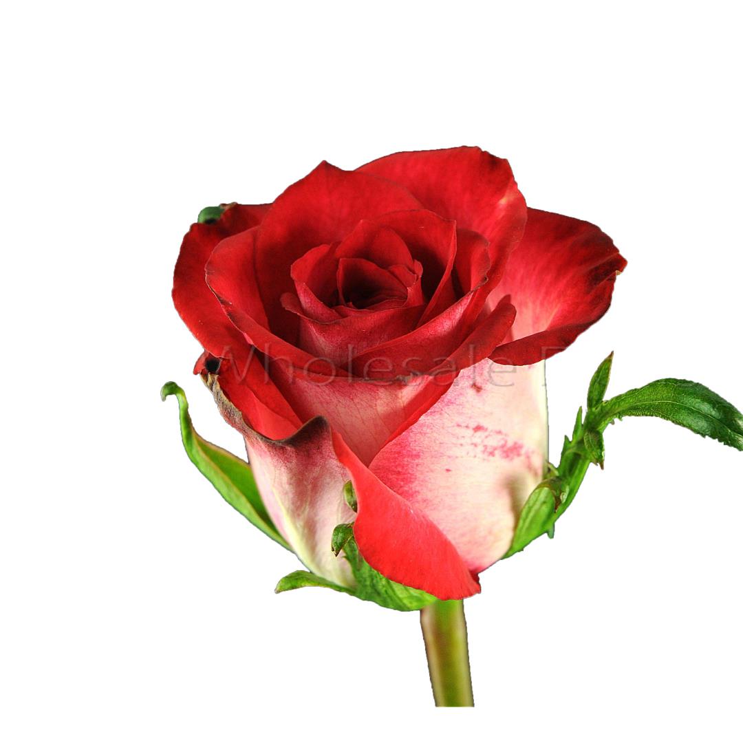 ROSE DARK LU LU 40CM (RED)