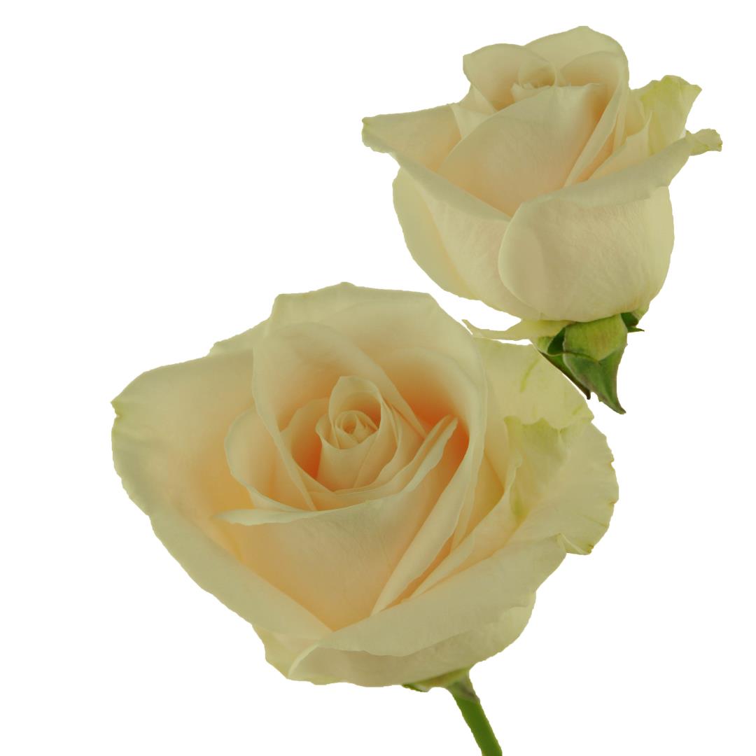 ROSE VENDELA 40CM (CREAMY WHITE)