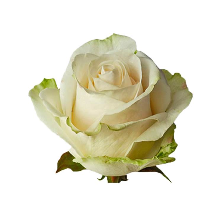 ROSE VENDELA 60CM (CREAMY WHITE)