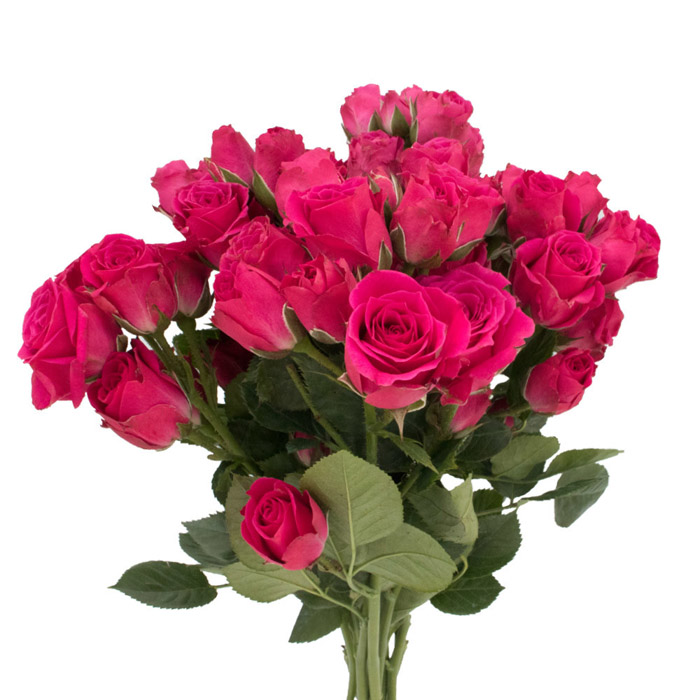 SPRAY ROSE LOVELY LYDIA (HOT PINK)