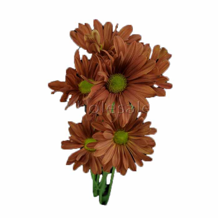 POM BRONZE DAISY