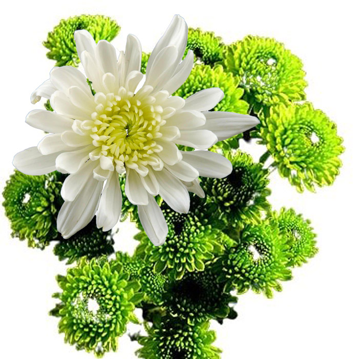 POM CHRISTMAS PACK CDN (WHITE & GREEN)