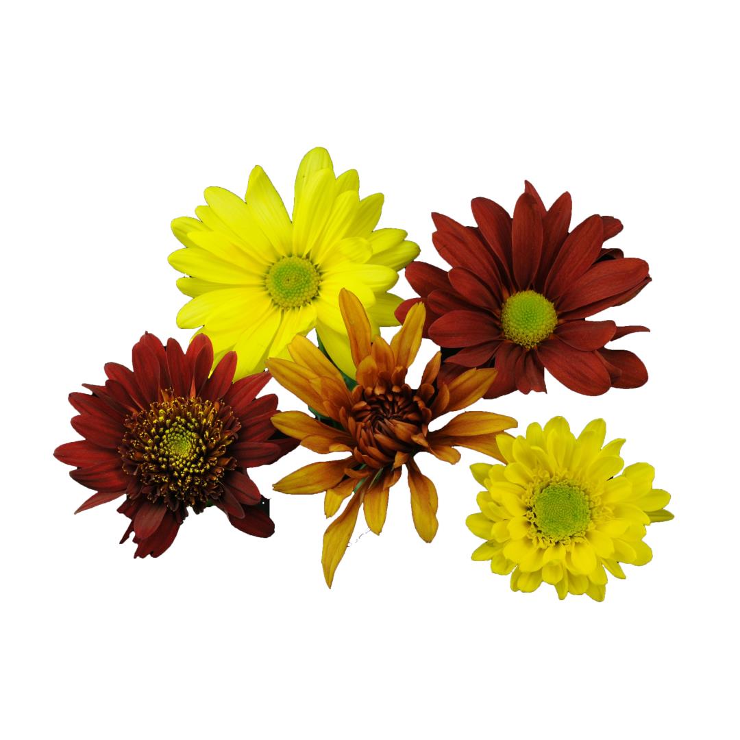 POM FALL ASSORTED DAISY PACK