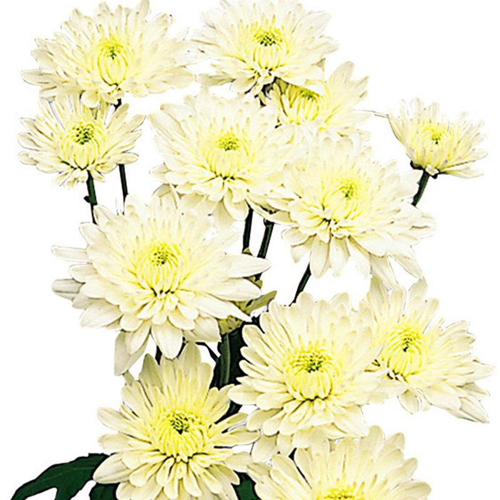 POM WHITE CUSHION